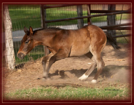 2011 Filly Owned by Sam Wilson