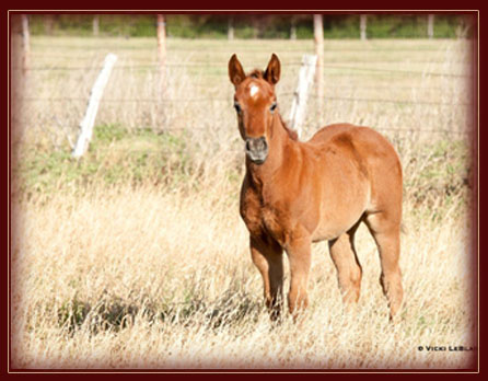 2011 Filly Owned by Sam Wilson