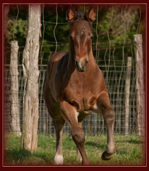 2011 Filly Owned by Sam Wilson