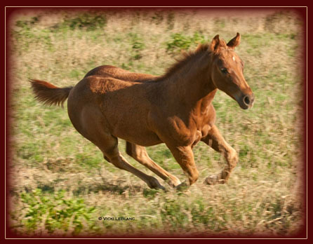 2011 Filly Owned by Sam Wilson