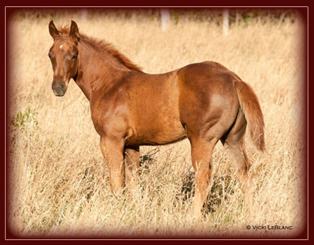 2011 Filly Owned by Sam Wilson