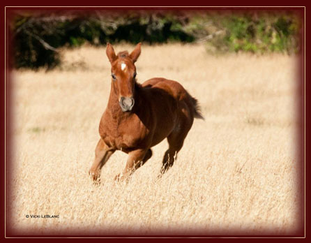 2011 Filly Owned by Sam Wilson