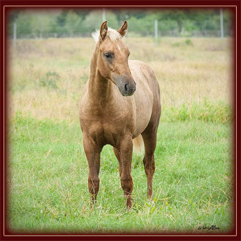 2012 Palomino colt