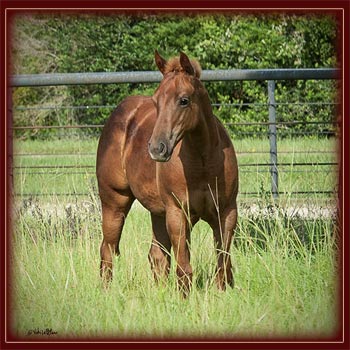 2012 Filly Samantha