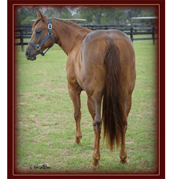 2011 Filly Owned by Sam Wilson